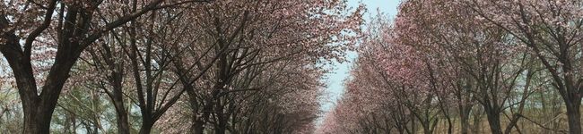 popoiko's header image