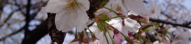 pinot2006's header image