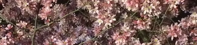 hiromukku's header image