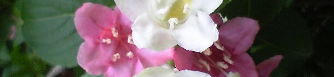 syow's header image
