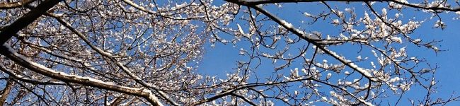 夢みるうさりんご's header image