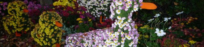 Jasmin1539's header image