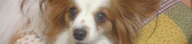 papikun's header image