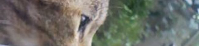 ｃａｒ/ｂｏｎ's header image