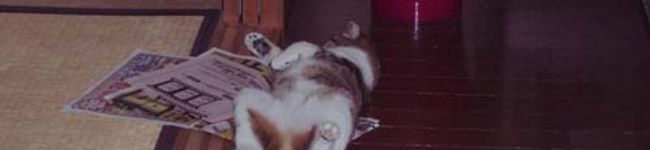 nobeechan's header image