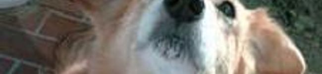 pasa's header image