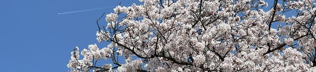 しゅがーぐらいだー's header image