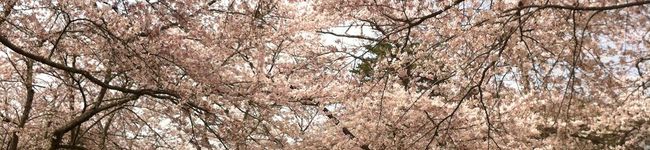 ukiaki's header image