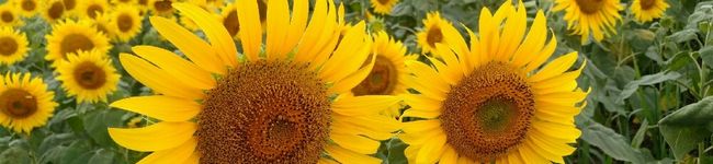 toomooboo's header image