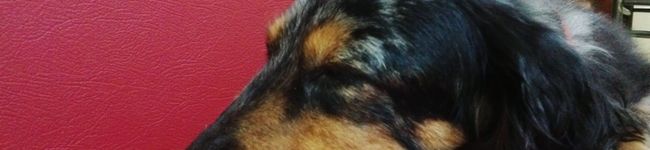 hiyokogirl's header image