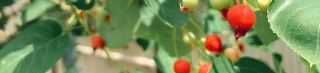 cocotomom's header image