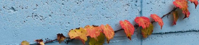 17_cook's header image