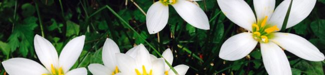 Kyoko_pooh's header image
