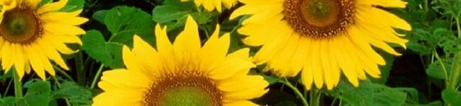 わん汰's header image