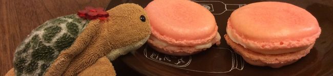 かめのミー's header image