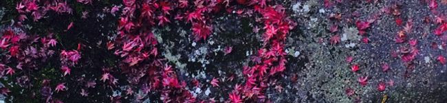 yu0324ka's header image