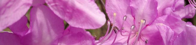 hakobetet's header image