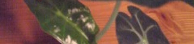 ｍｍｔ's header image