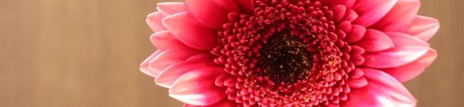 kockey's header image