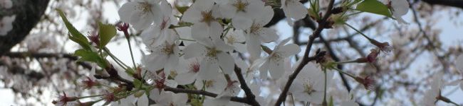 kkyw-h's header image