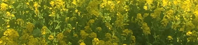 プルツー's header image