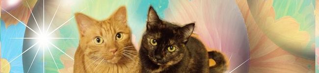 coco＆runa's header image