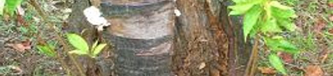 maron45's header image