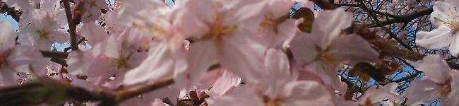 CELICA芹華's header image