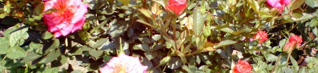 rose-wood's header image
