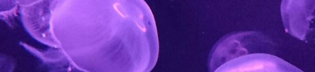 y．misu's header image