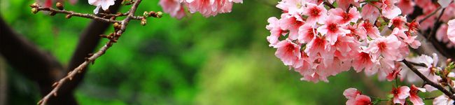 chitorun's header image