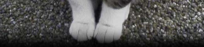Ｃｒａｍｂｏｍ's header image