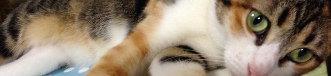 けんよこ's header image