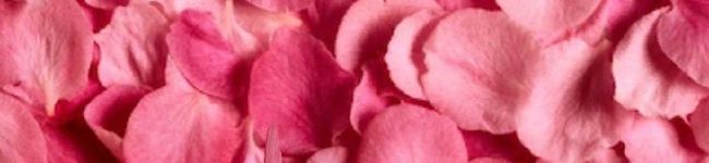 halley's header image