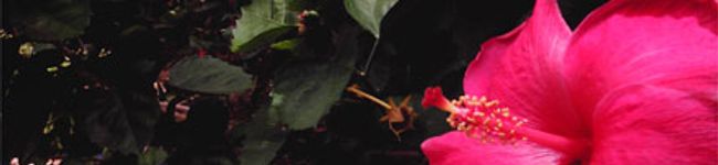 茉唯's header image