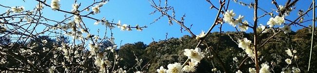 求愛ダンス's header image
