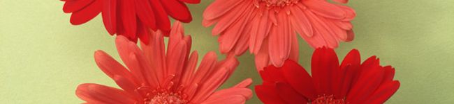 ayuko_go_lucky's header image