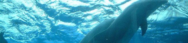Ｎａｔｓｕｍｉｋｉ's header image