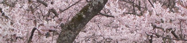 バヤリン's header image