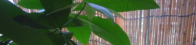 palpal's header image