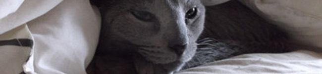 smilecats's header image