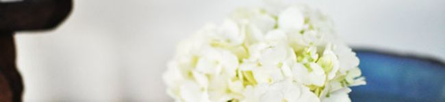 imomofolio's header image