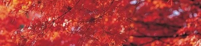 koutamama☆'s header image