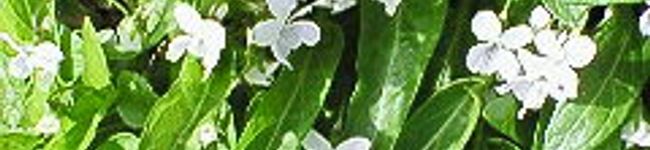 ぶぅぅー's header image