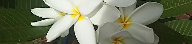 tiaramint's header image