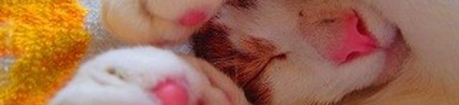 TetoNZ's header image
