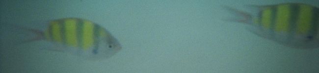 チリぺっぺ's header image