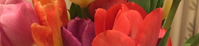 フゴヤマ's header image