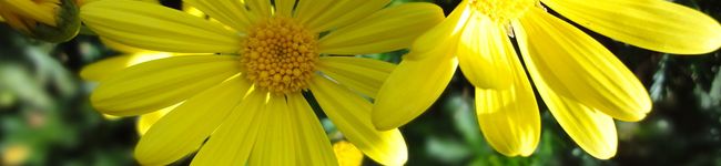 kanirie's header image
