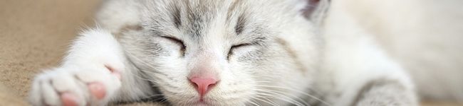 みけねこやよい's header image